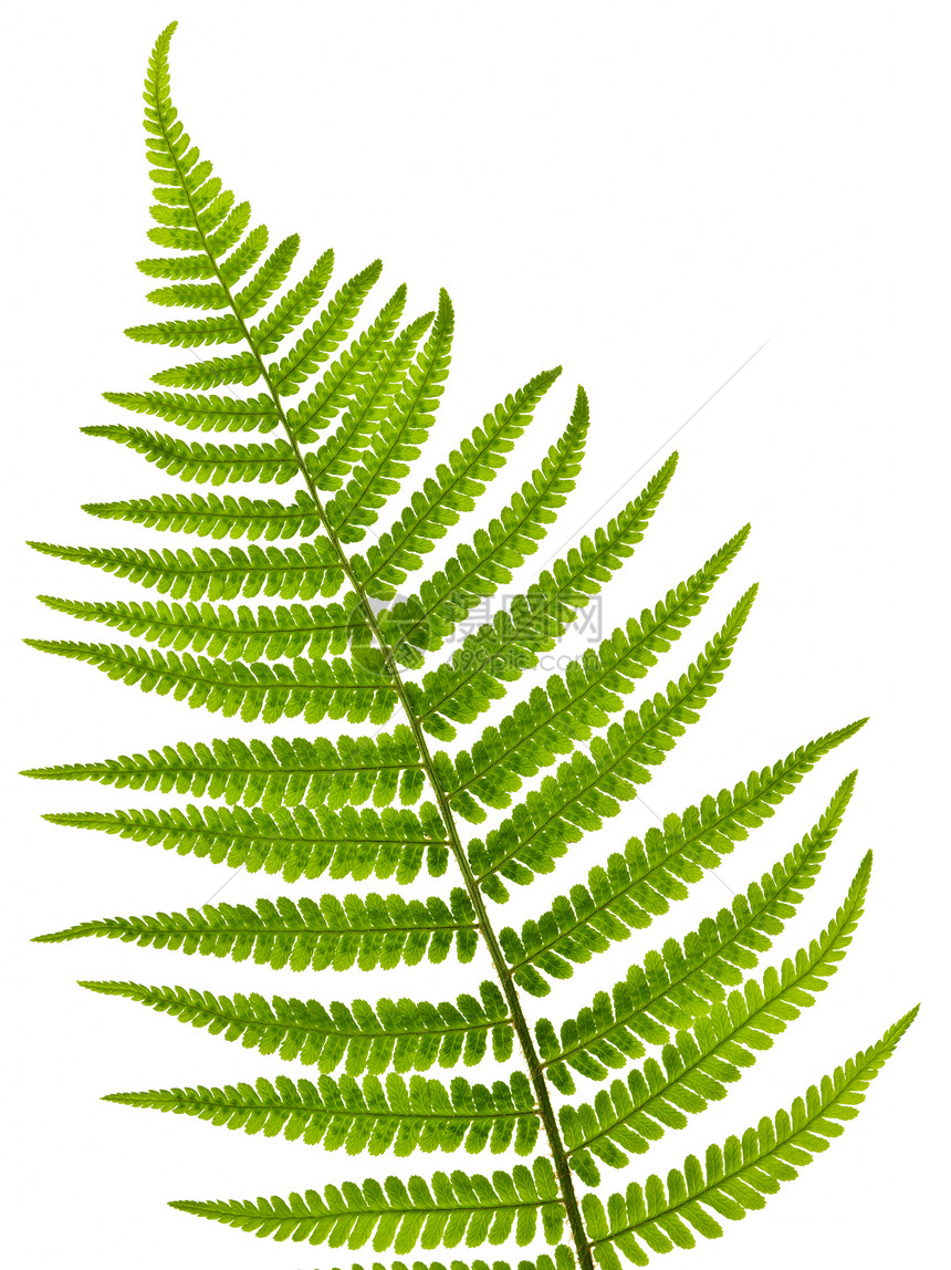 费尔叶叶蕨类卷曲生长曲线植物植物群叶子白色树叶绿色图片