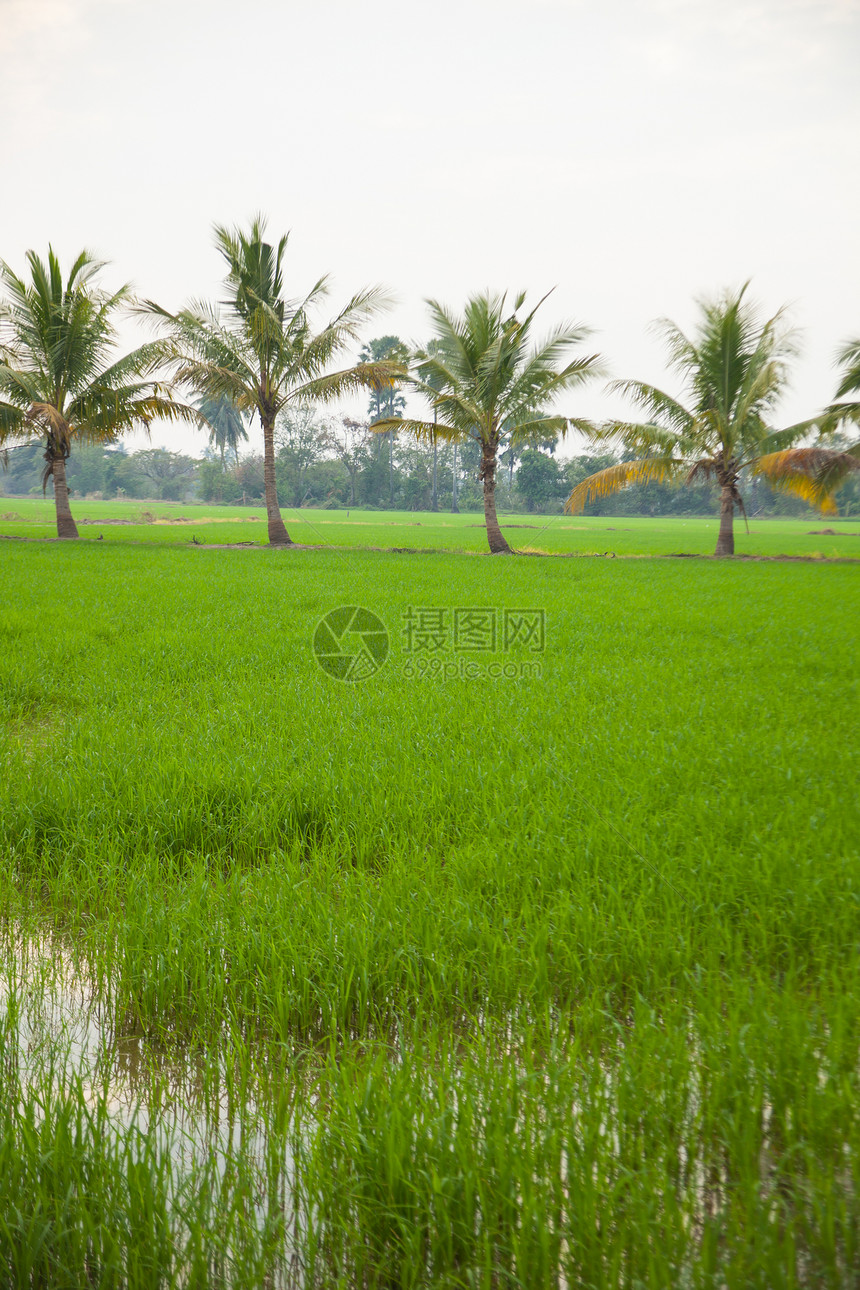 稻田里的树木叶子环境棕榈花园季节热带森林农场街道农村图片