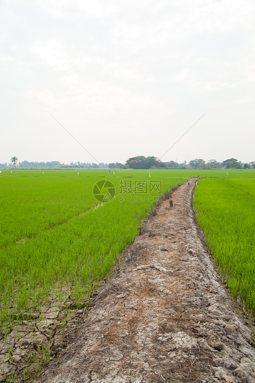 字段的路径旅行美丽小路绿色国家季节植物天空美化场地图片