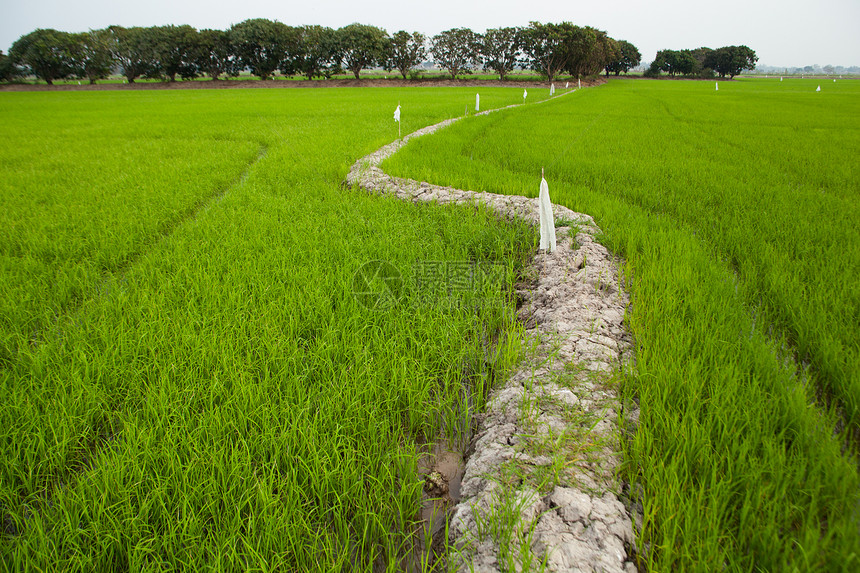 字段的路径农村地平线绿色小路场地土地国家旅行季节美化图片