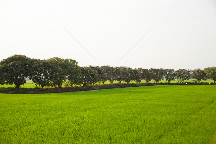 稻田里的树木太阳食物热带场景生长草地木头环境风景天空图片