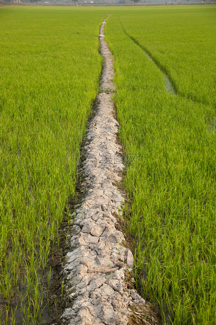 字段的路径踪迹绿色植物地平线乡村美化风景农村场景土地图片