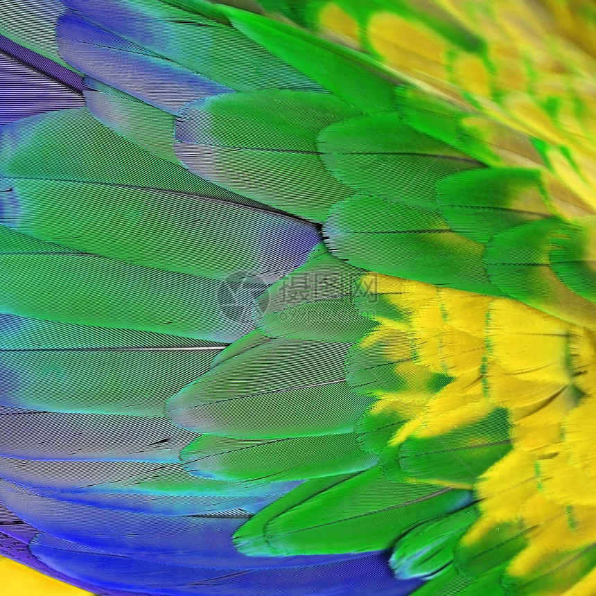 绿翼马aw羽毛蓝色金子宠物黄色热带动物荒野鹦鹉鸟类翅膀图片