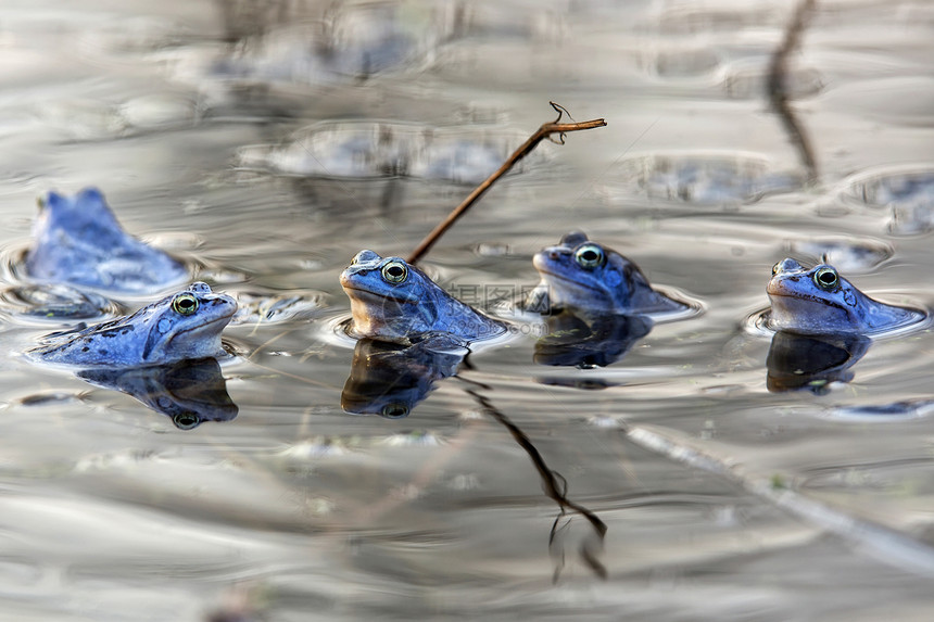 野生摩尔青蛙荒野池塘两栖资源水陆蟾蜍眼睛自然资源风景动物图片