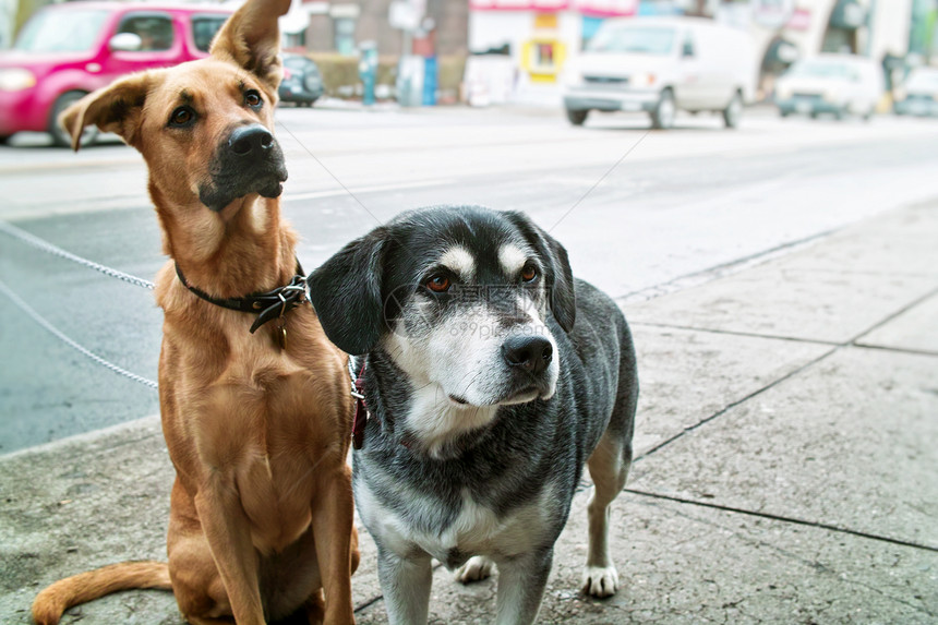 两只狗在人行道上混种病人衣领街道笨蛋宠物犬类城市动物图片