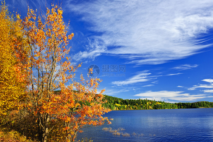 秋林和湖泊树叶松树晴天叶子森林分支机构树木荒野季节性橙子图片