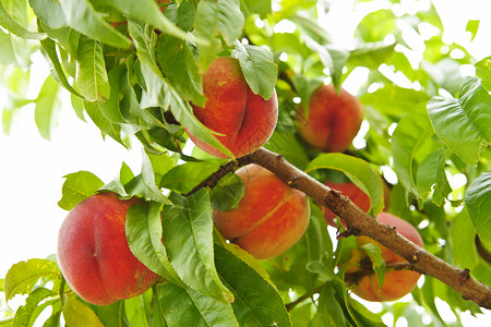 树上的桃子果园树木生长水果农业叶子红色树叶园艺分支机构背景图片