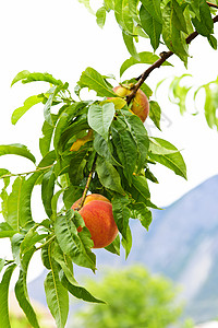 树上的桃子收成红色树叶生长分支机构农业叶子水果树木果园背景图片