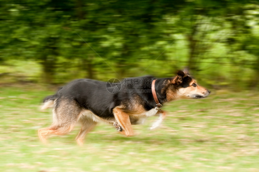 狗狗运动模糊乐趣自由活力跑步犬类棕色哺乳动物小狗宠物短跑图片