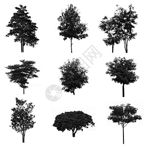 一套树影图集插图白色叶子剪影黑色收藏艺术木头季节绘画背景图片