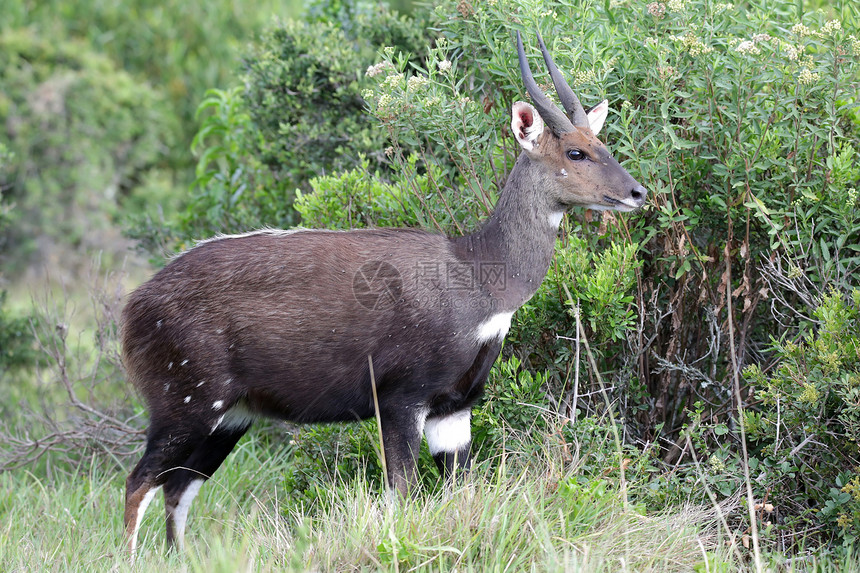 Bushbuck 星座号毛皮动物斑点喇叭衬套侧翼公园食草荒野哺乳动物图片