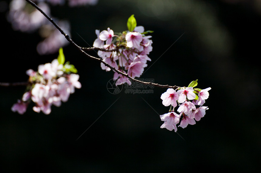 樱花樱花樱花樱花 在黑色背景中分离图片