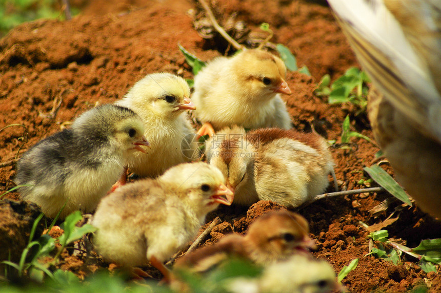 小鸡理念快乐家庭鸟类生活农场小动物增长生长糖果图片