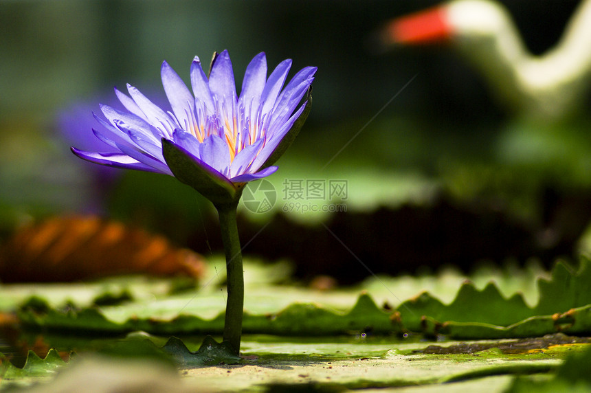 泳池中美丽的紫莲花荒野池塘花瓣紫色植物墙纸百合绿色热带公园图片