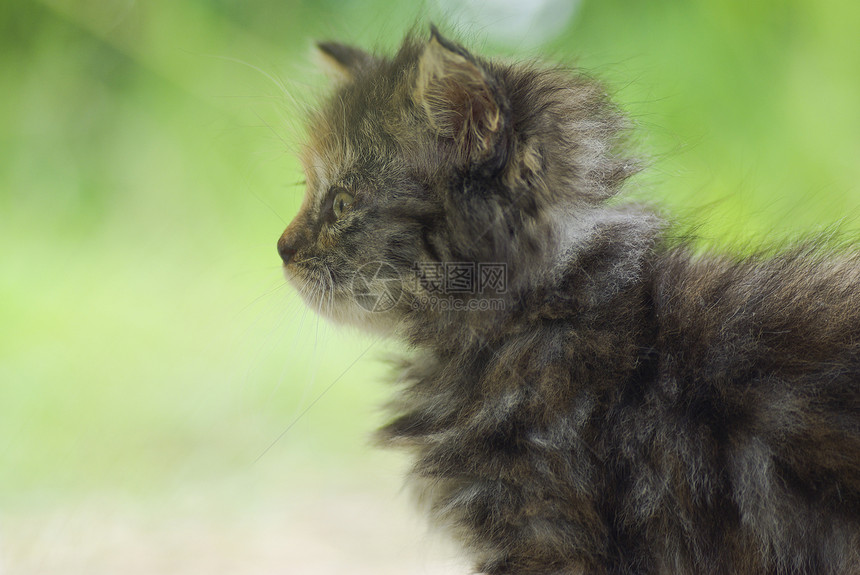 小猫咪在草地上玩小猫咪 闭上你的嘴图片