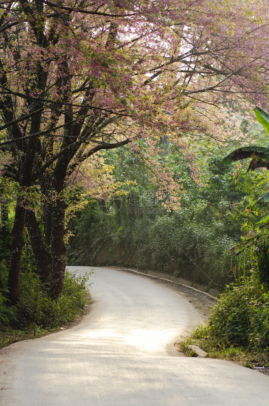 粉红樱花开花 蓝天风景图片