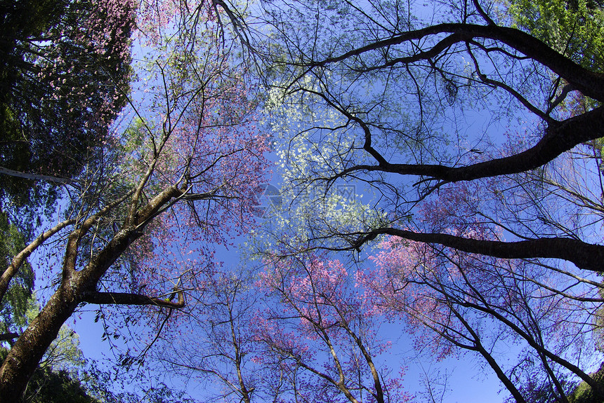 蓝色天空的粉红樱花花花瓣亚科花园红斑木头季节土井爬坡痤疮蜡质图片