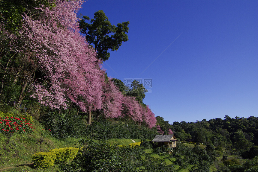 粉红樱花 有蓝天空风景亚科场景红斑痤疮荒野花园植物土井蜡质爬坡图片