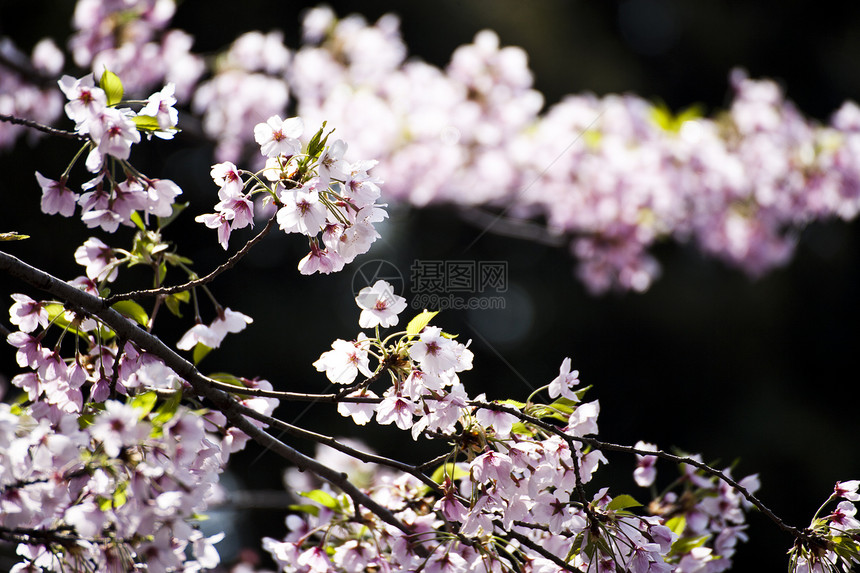樱日樱花黑色公园季节粉色寺庙白色天空蓝色旅行图片
