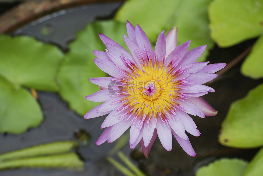 河边的普金莲花植物花园紫色园艺荷花花瓣公园森林百合温泉图片