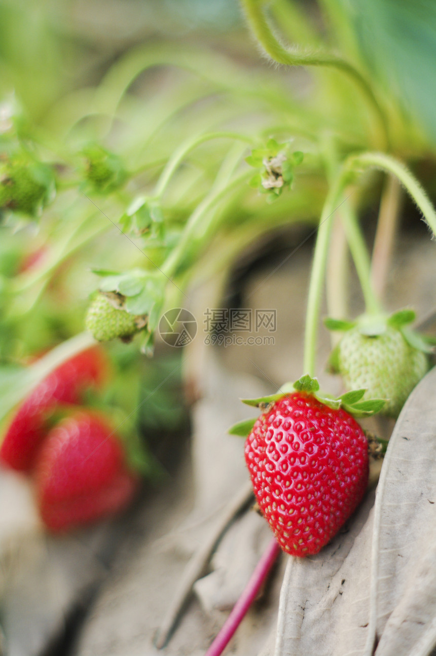 新鲜有机草莓闭合镜头水果甜点收成花园农场叶子红色维生素食物小吃图片