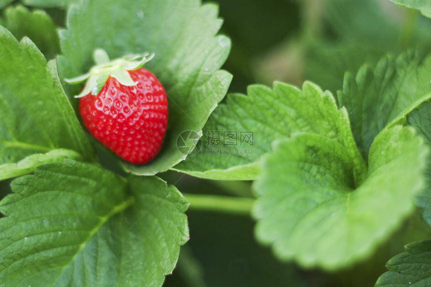 新鲜有机草莓闭合镜头红色甜点浆果园艺维生素食物花园收成水果叶子图片