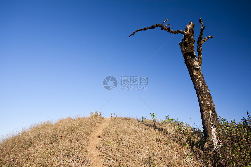 蓝天上有树和干草图片