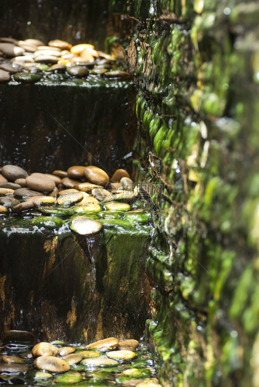带石块和水的蚊子森林环境花园岩石石头木头植物地面小路街道图片