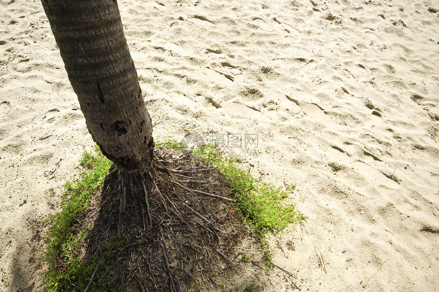 椰子棕榈根图片