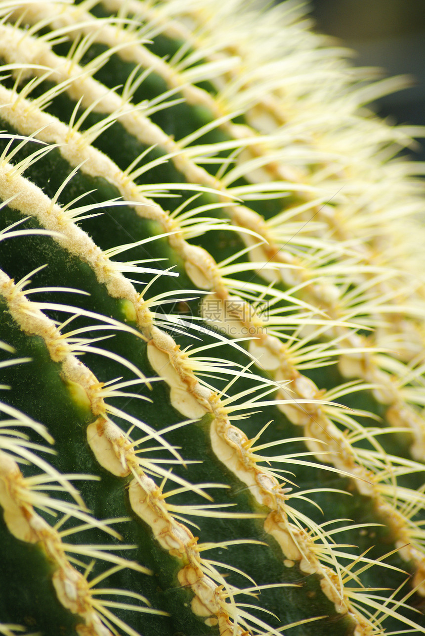 Cactus 特写地球脊柱热带植物花园美丽叶子宏观生活金子图片