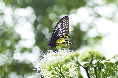 自然界中的黄黑蝴蝶昆虫天线荒野生活橙子植物宏观季节翅膀树叶背景图片