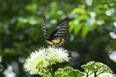 自然界中的黄黑蝴蝶天线树叶翅膀蝴蝶叶子植物蓝色花园橙子君主背景图片