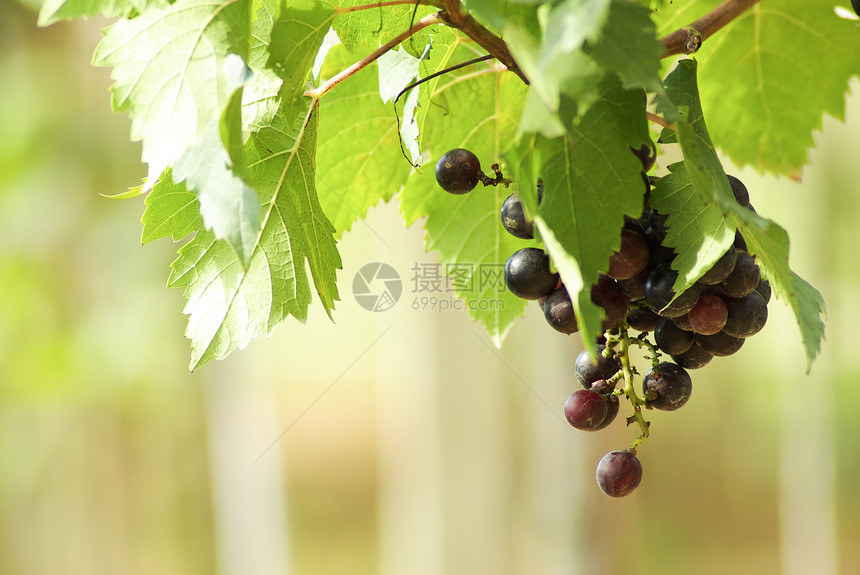 葡萄园中的葡萄酒厂公园阳光收成藤蔓食物国家农场生长太阳图片