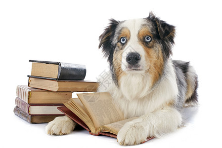 澳大利亚牧羊人和书籍学校三色工作室犬类学习学生教授小狗阅读白色背景图片
