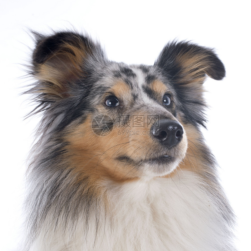 谢特兰狗动物牧羊犬棕色宠物白色工作室犬类陨石灰色图片