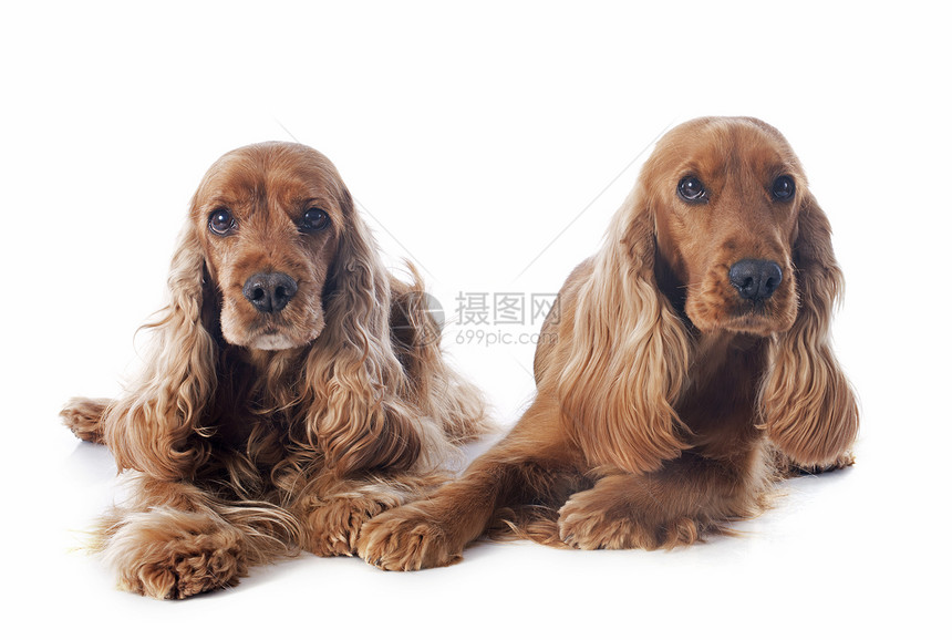 英语斗鸡工作室动物猎狗棕色宠物女性男性犬类白色猎犬图片