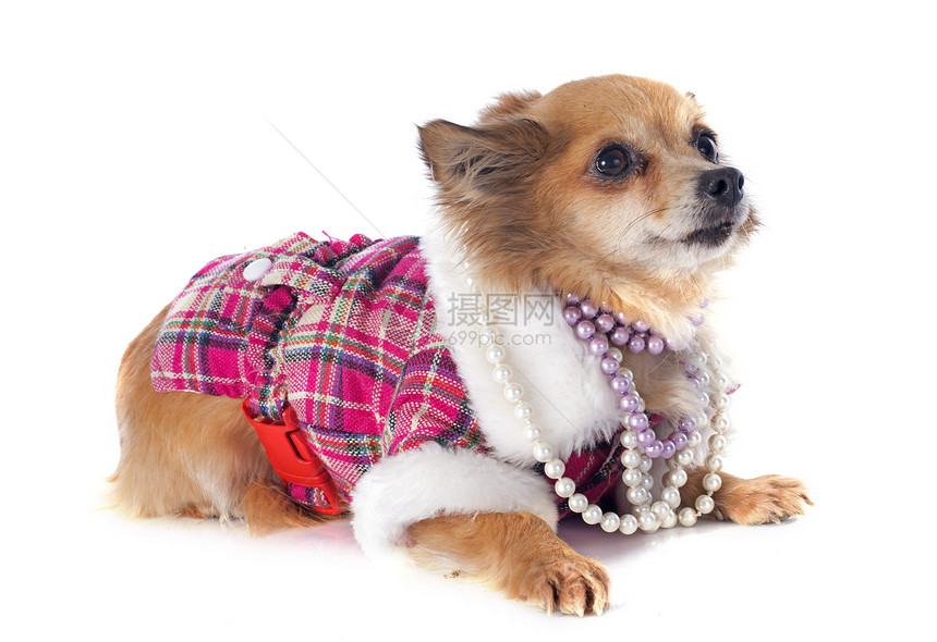 吉瓦华人犬类珍珠白色外套宠物衣领棕色工作室珠宝动物图片