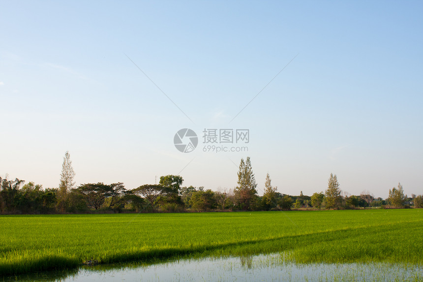 稻田里的树木环境培育天空木头生长食物棕榈街道场地叶子图片