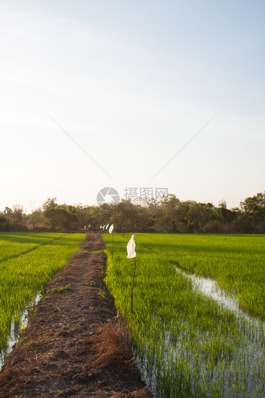 字段的路径季节风景地平线小路天空绿色乡村植物蓝色场地图片