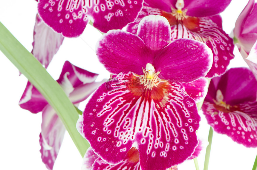 密尔顿无法瀑布植物异国热带花盆花瓣粉色花朵兰花情调白色图片