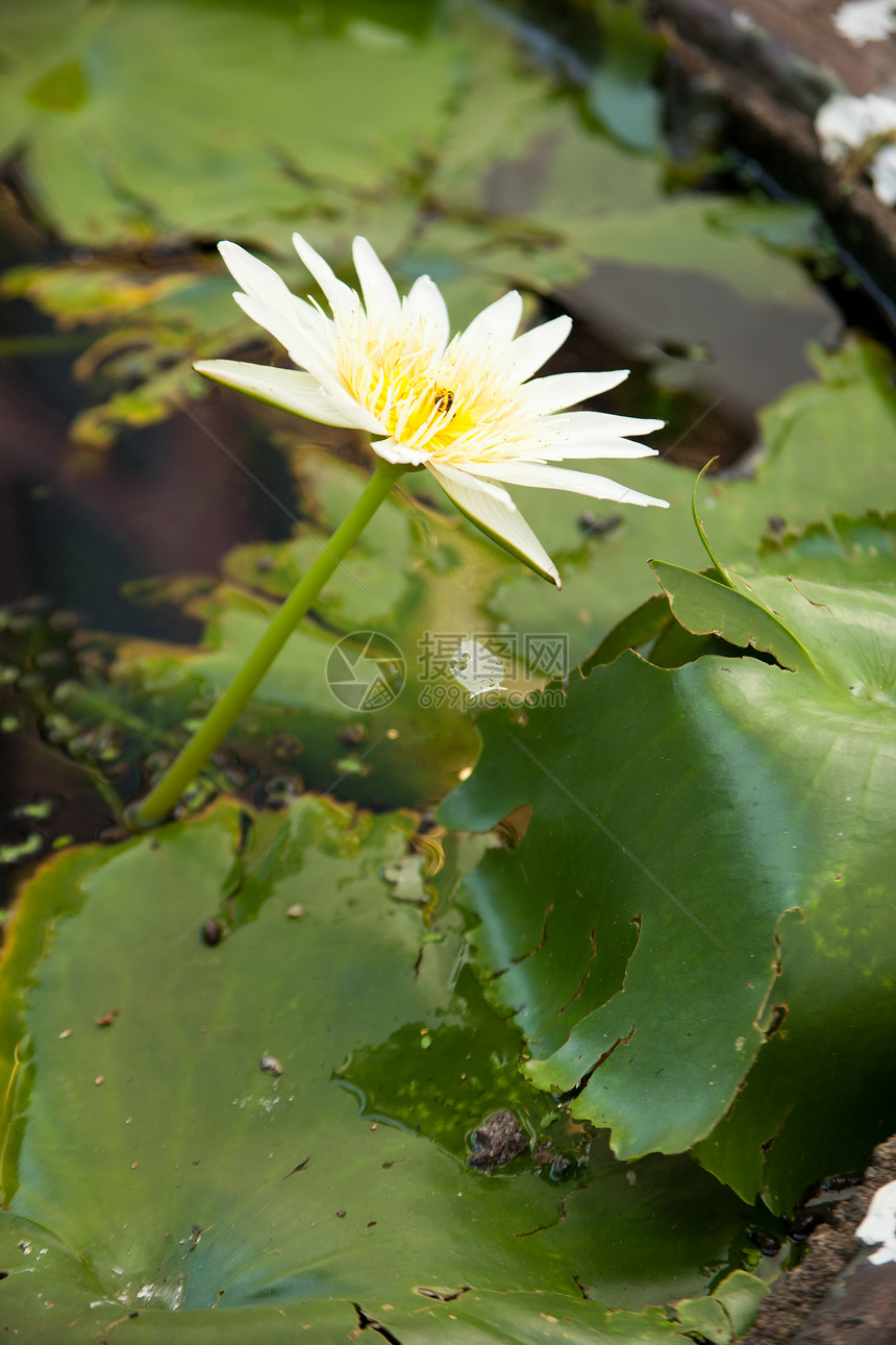 莲花花园荷花池塘紫色花瓣花朵百合植物群公园美丽图片