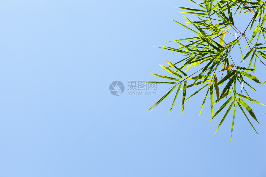 竹叶文化冥想花园树枝竹子森林植物植物群热带树叶图片