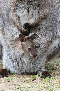 瓦拉比婴儿食草毛皮小袋巨足类动物哺乳动物西瓜高清图片
