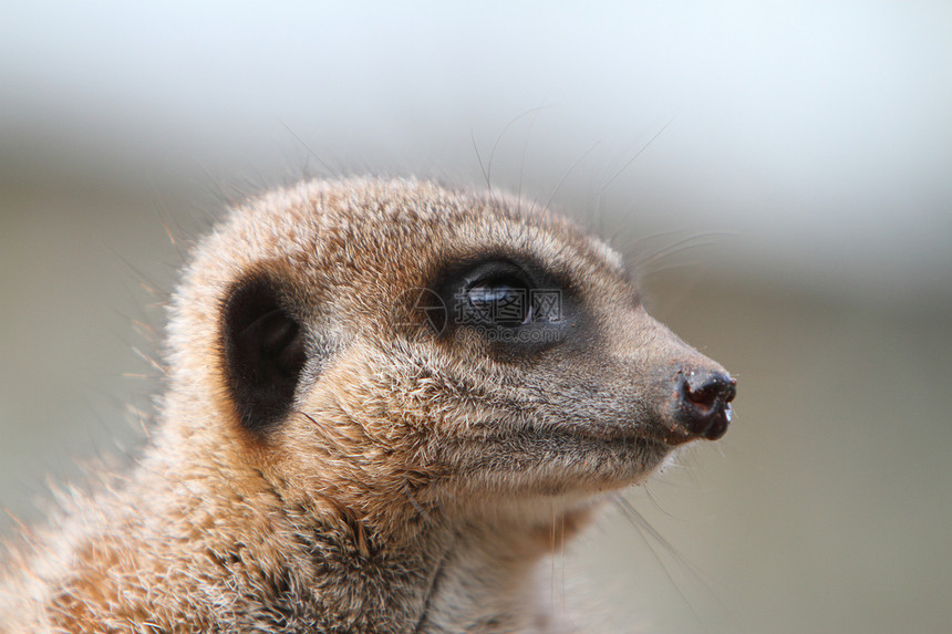 Meerkat 哨兵警卫昼夜食虫警告疱疹自然手表人声野生动物动物图片