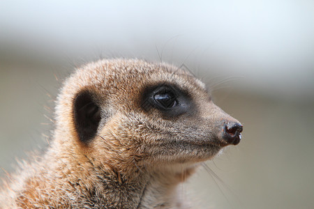 Meerkat 哨兵警卫昼夜食虫警告疱疹自然手表人声野生动物动物背景图片