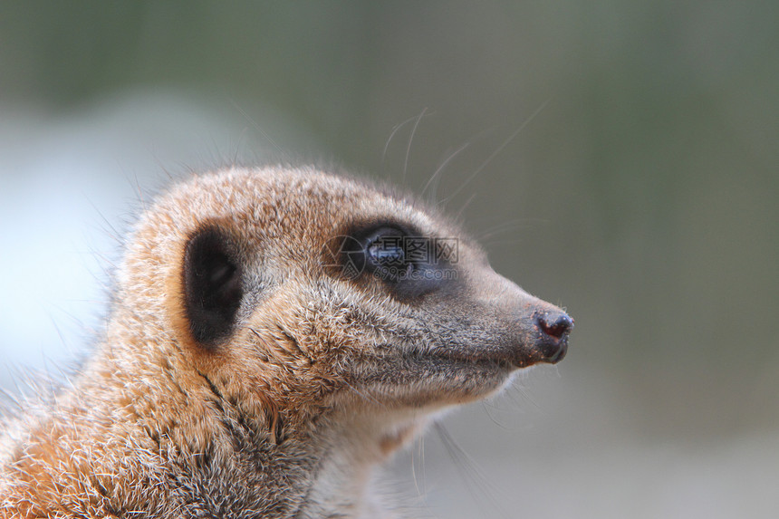 Meerkat 哨兵人声警告自然昼夜野生动物手表食虫疱疹警卫动物图片