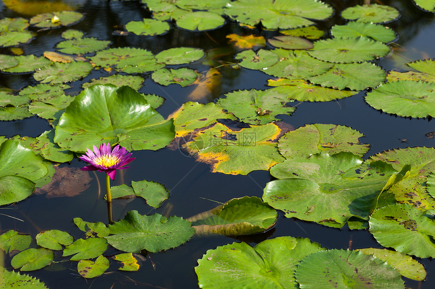 莲花和莲花池塘水池百合热带紫色公园花瓣植物荷花植物群明信片图片