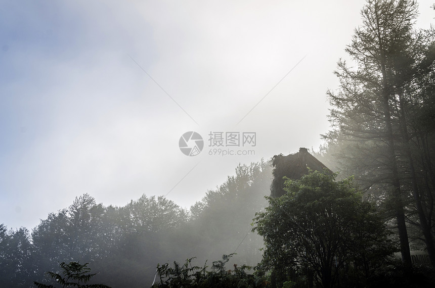 神秘森林戏剧戏剧性树木木头太阳土地绿色辉光棕色时间图片