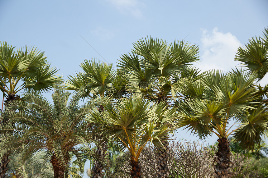 棕榈天气风景热带旅行橙子日落白色天空蓝色植物图片