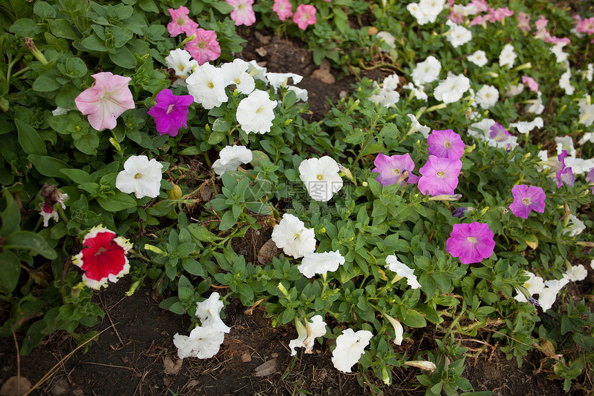花朵多彩植物群美丽生活紫色公园太阳植物蓝色季节农村图片